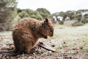 Furry quokka in bush, Rottnest Island, Western Australia. Happy little quokka	