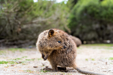 Furry quokka in bush posing at camera, Rottnest Island, Western Australia. Portrait of a happy and smiling quokka
