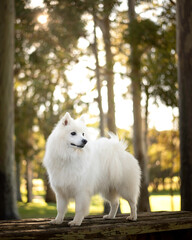 Japanese Spitz, white dog in the park