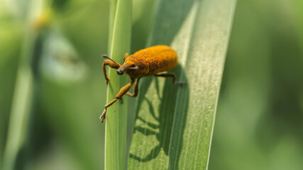 yellow weevil on the grass covered in pollen