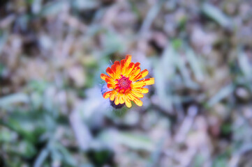A stunning wildflower in a garden at spring time