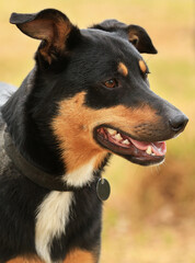 Portrait of a tricolour Kelpie (Australian breed of sheep dog) looking to the right.
