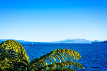 Tree ferns above the water of lake Taupo and volcanic cones of Ruapehu towering over horizon. North Island Volcanic Plateau, New Zealand