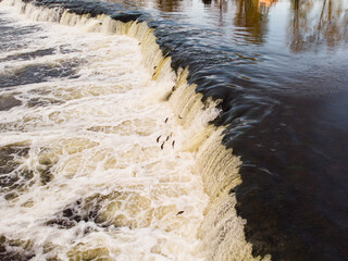 Fishes flying over Venta waterfall in spring season.