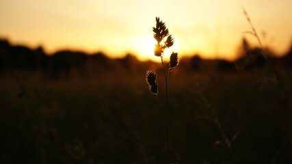 mesmerizing silhouette of field grass on a sunset background