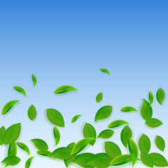 Falling green leaves. Fresh tea chaotic leaves fly