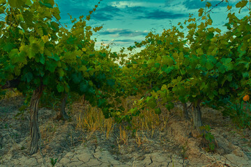 Vid de uvas Syrah en san juan, Argentina