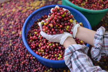 Red Coffee Cherry In Hand.Fresh coffee cherry beans background