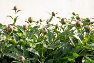 Buds of peony plant garden background, banner for website with gardening concept. 