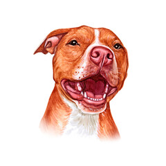 Watercolor illustration of a funny dog. Hand made character. Portrait cute dog isolated on white background. Watercolor hand-drawn illustration. Popular breed dog. Pitt Bull Terrier dog
