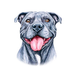 Watercolor illustration of a funny dog. Hand made character. Portrait cute dog isolated on white background. Watercolor hand-drawn illustration. Popular breed dog. Pitt Bull Terrier dog