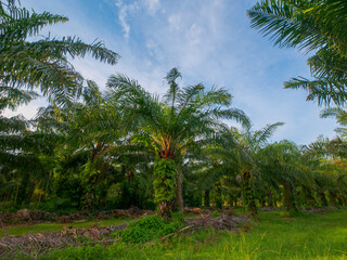 At the plantation of palm trees