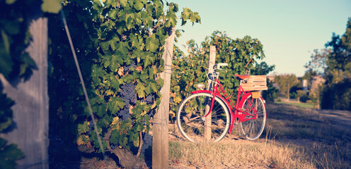 Vieux vélo rouge dans les vigne en France.