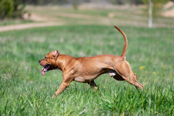 Naklejka na ściany i meble Red american pitbullterrier walks outdoor at summer