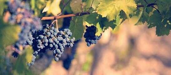 Grappe de raisin noir dans un vignoble en France.