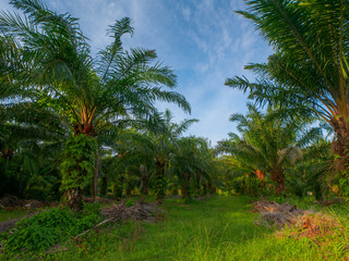 Obraz premium At the plantation of palm trees