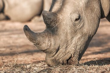 Obraz premium Grey rhinoceros portrait