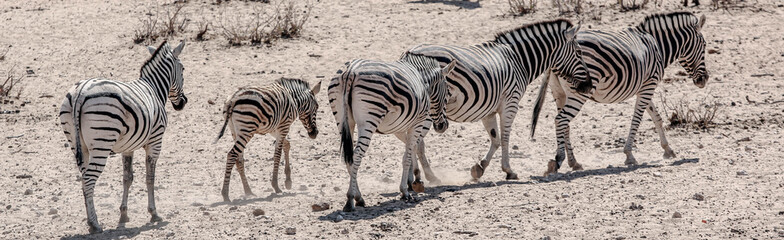 Obraz na płótnie Canvas A group of zebras at etosha national park