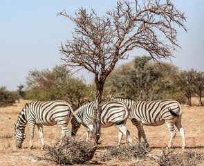 A group of zebras at etosha national park