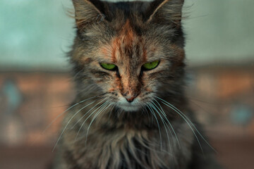 Cute animal. Domestic cat. An unusual photo of a cat taken at home. Beautiful picture on the screensaver.