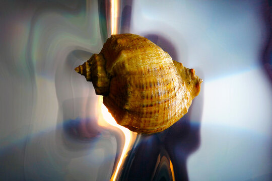 Sea shell on mirrored plastic foil