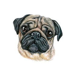 Watercolor illustration of a funny dog. Hand made character. Portrait cute dog isolated on white background. Watercolor hand-drawn illustration. Popular breed dog. Pug dog