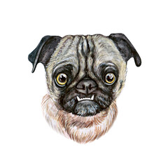 Watercolor illustration of a funny dog. Hand made character. Portrait cute dog isolated on white background. Watercolor hand-drawn illustration. Popular breed dog. Pug dog