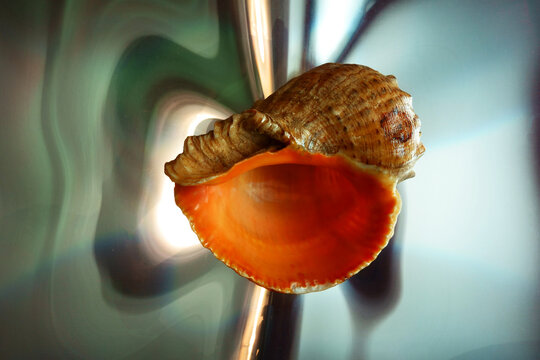 Sea shell on mirrored plastic foil