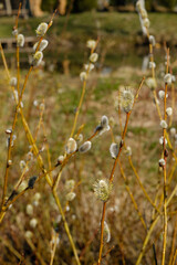 
willow branch in the forest