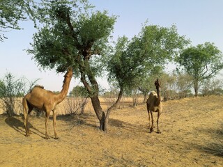 Naklejka na ściany i meble A couple of two camels feeding or eating green tree's leaves by long neck