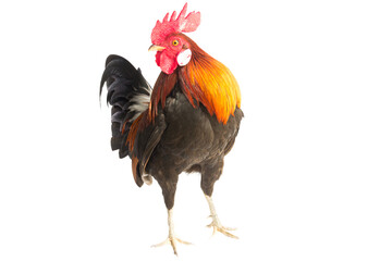 rooster isolated on white background © Nature Peaceful 