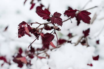 Branch with red leaves in the snow