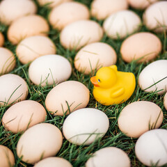 Conceptual photos of fresh organic natural eggs on a lawn green grass close up and a yellow rubber duck for swimming. Creative food photography. Top view.