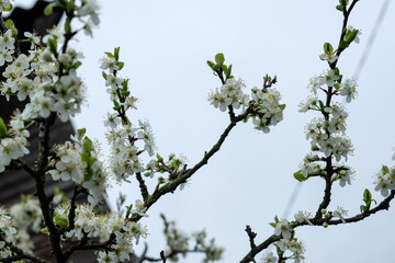 
blooming white fruit tree against the sky