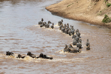 Zebras join wildebeest to cross the Mara River
