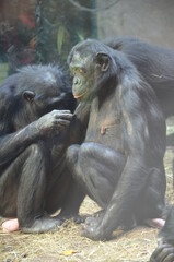 Bonobo (Pan paniscus), zoo of Frankfurt