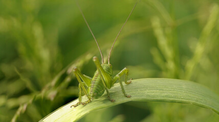 green grasshopper with long antennae on the grass, selective focus image