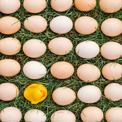 Conceptual photos of fresh organic natural eggs on a lawn green grass close up and a yellow rubber duck for swimming. Creative food photography. Top view.