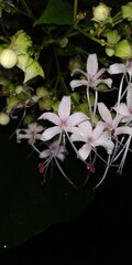 This is a Ayurvedic medicinal plant, called Vattaperuk or Peruvalam in Kerala. Its scientific name is Clerodendrum infortunatum