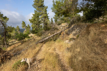 Fototapeta premium A Dog on a Forest Path Blocked by a Fallen Tree