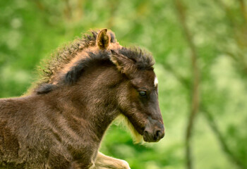A black and a dun cloloured foal of a icelandic horse are galoping together synchronos in the meadow and are playing and tweaking