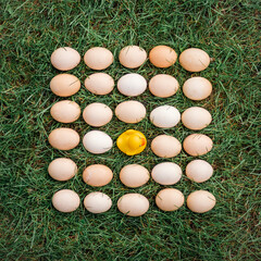 Conceptual photos of fresh organic natural eggs on a lawn green grass close up and a yellow rubber duck for swimming. Creative food photography. Top view.
