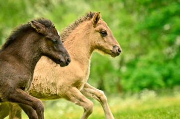 A black and a dun cloloured foal of a icelandic horse are galoping together synchronos in the meadow and are playing and tweaking