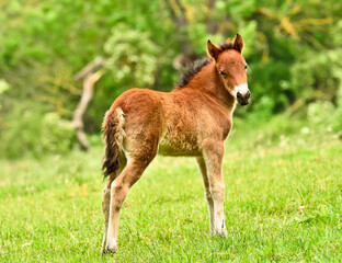 an awesome and cute newborn chestnut foal of an icelandic horse is standing in the meadow and looking into the camera with a beautiful tended head
