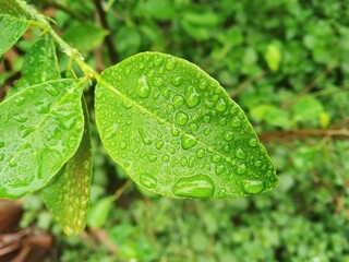Lemon leaf green