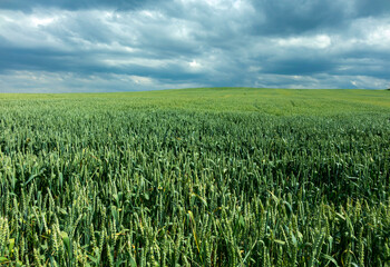 fertile cereals in the spring in Bulgaria_4