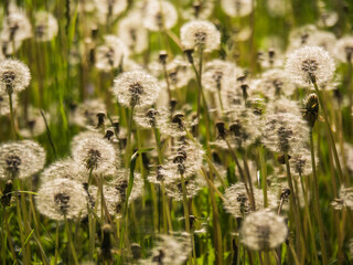 dandelions