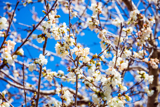 Elegant flowering of an olive tree