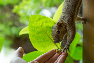 Feeding squirrel in the hand