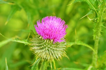 Spear Thistle on a green background  (Cirsium vulgare).